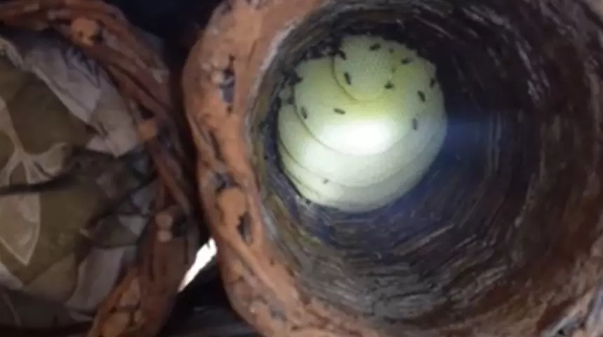 Kilosu 2 bin lira! Batman’da 2973 rakımlı Mereto Dağı’nın eteklerinde üretiliyor