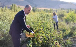 Çiftçiler dikmek için birbiriyle yarışıyor: Getirisi çok büyük